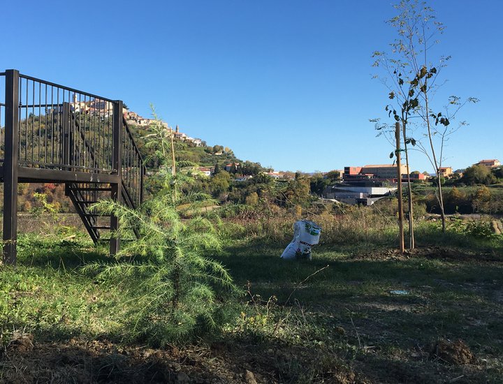 Piantatura di alberi lungo la Parenzana