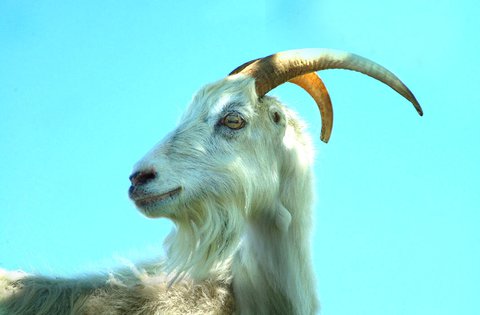 La Regione Istriana sta preparando il programma di rivitalizzazione della capra istriana